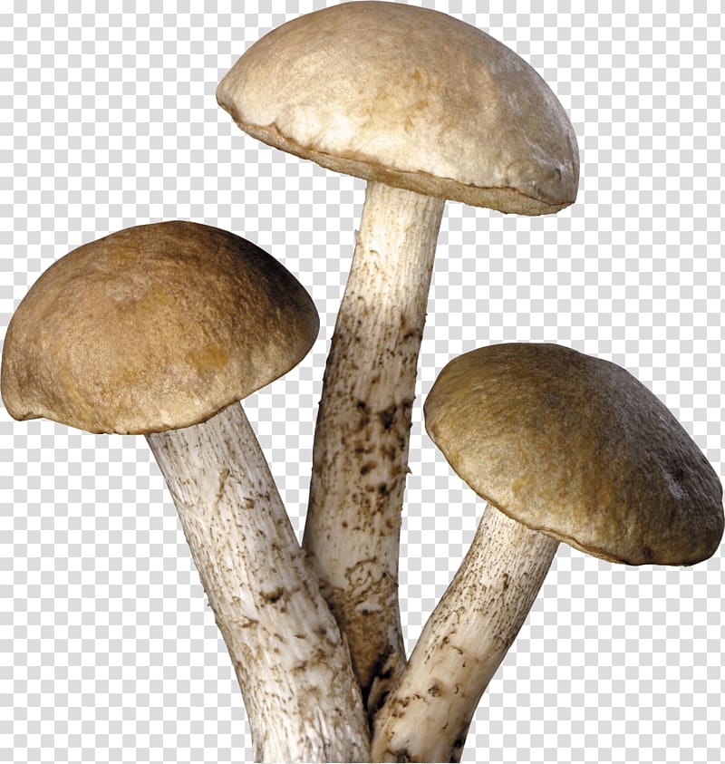 three brown mushroom, Mushroom , Mushroom transparent background PNG clipart