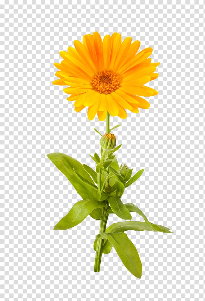 yellow sunflower, Calendula officinalis Mexican marigold Flower , Marigold transparent background PNG clipart
