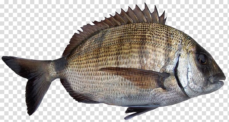 Tilapia Sheephead bream Fish products Sar, fish transparent background PNG clipart
