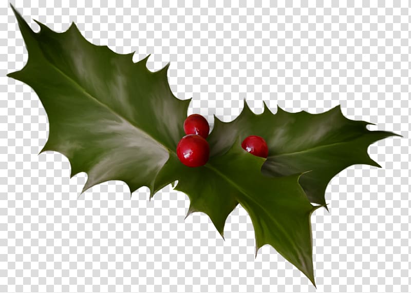 Tree Aquifoliales Common holly Ilex crenata, HOLLY transparent background PNG clipart