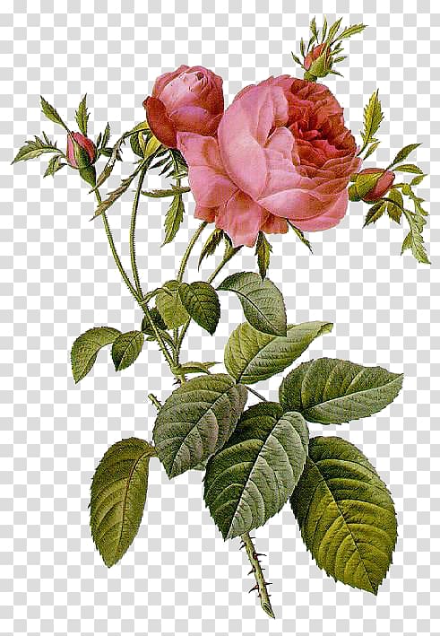 Les roses Pierre-Joseph Redouté (1759-1840) Illustration Moss rose, painting transparent background PNG clipart