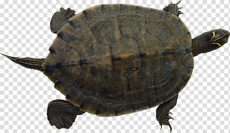 Turtle Reptile , Turtle transparent background PNG clipart