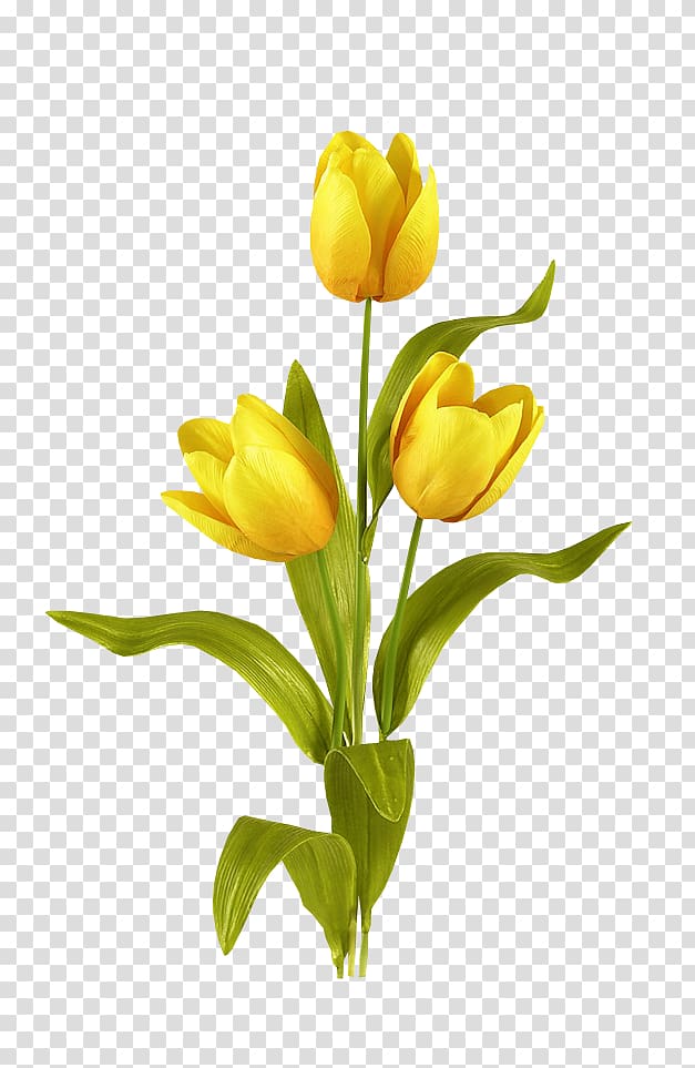 yellow flowers, Tulip mania Flower bouquet Bulb, Blooming yellow tulips transparent background PNG clipart