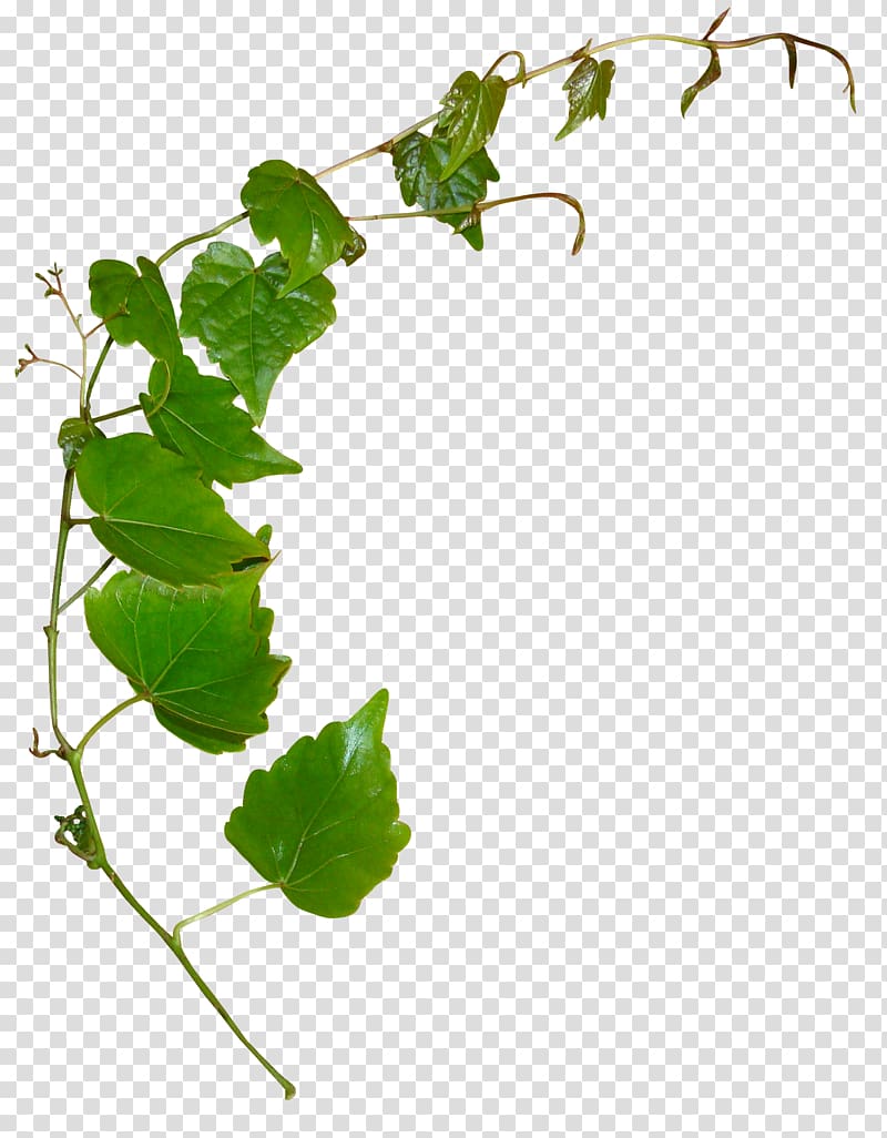 Leaf Plant stem , honeysuckle transparent background PNG clipart