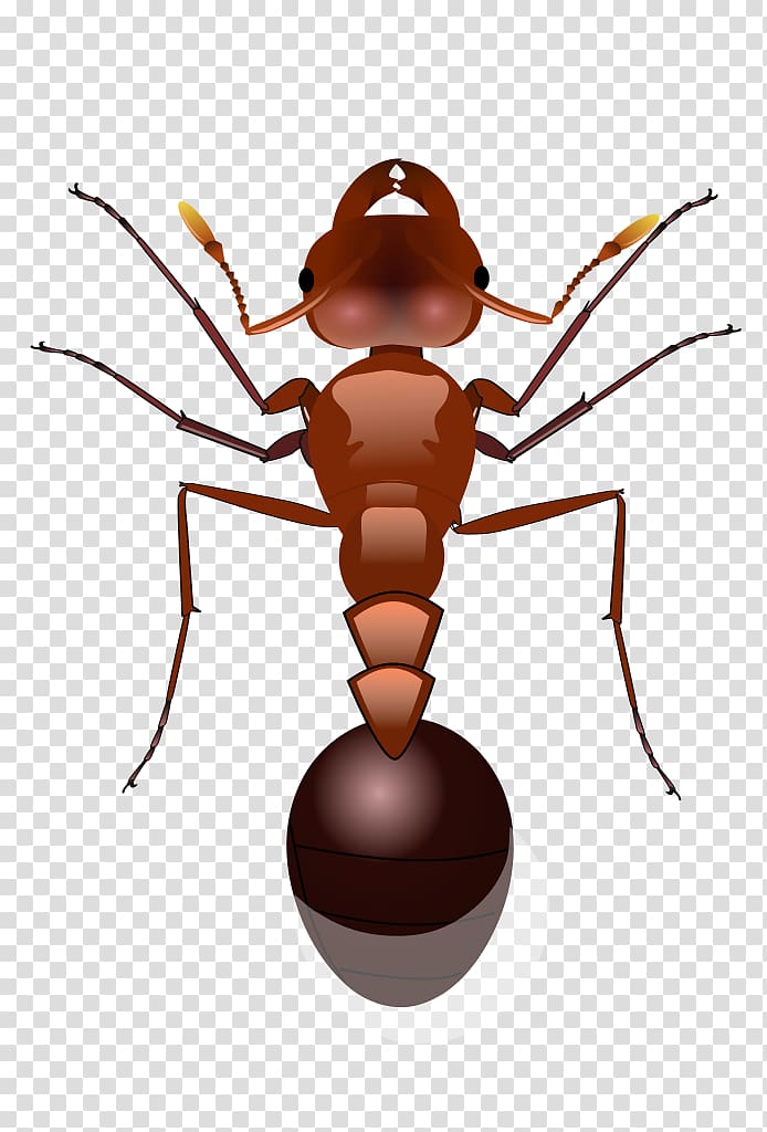 Red imported fire ant , ants transparent background PNG clipart