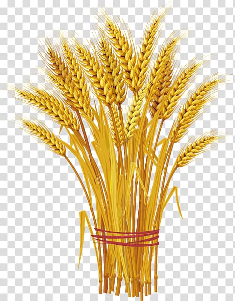 Onslow Feed & Grain Wheat Ear , wheat transparent background PNG clipart