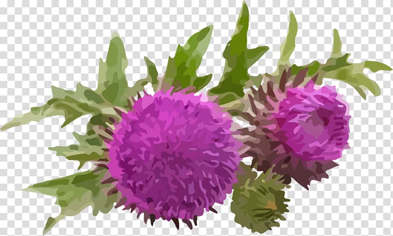 Milk thistle Dietary supplement Silibinin Herb, others transparent background PNG clipart