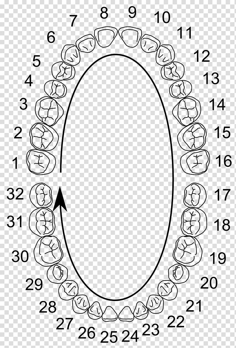 Universal Numbering System Human tooth Dental notation Dental anatomy Dentistry, others transparent background PNG clipart