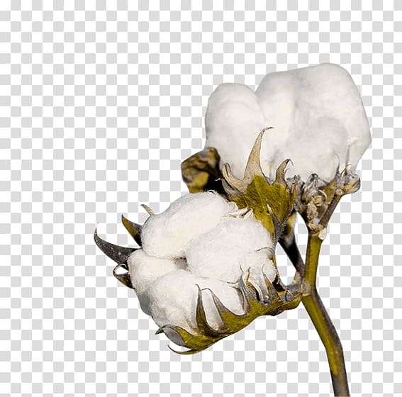 close-up of plant, Cotton Crop Industry Textile Agriculture, COTTON transparent background PNG clipart