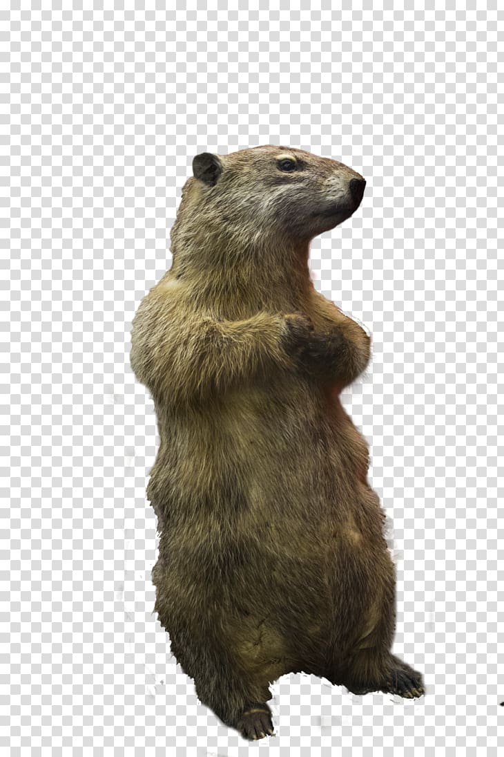 Prairie dog Squirrel Rodent, dogs transparent background PNG clipart