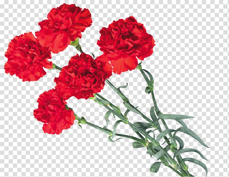 Internet Victory Day, CARNATION transparent background PNG clipart