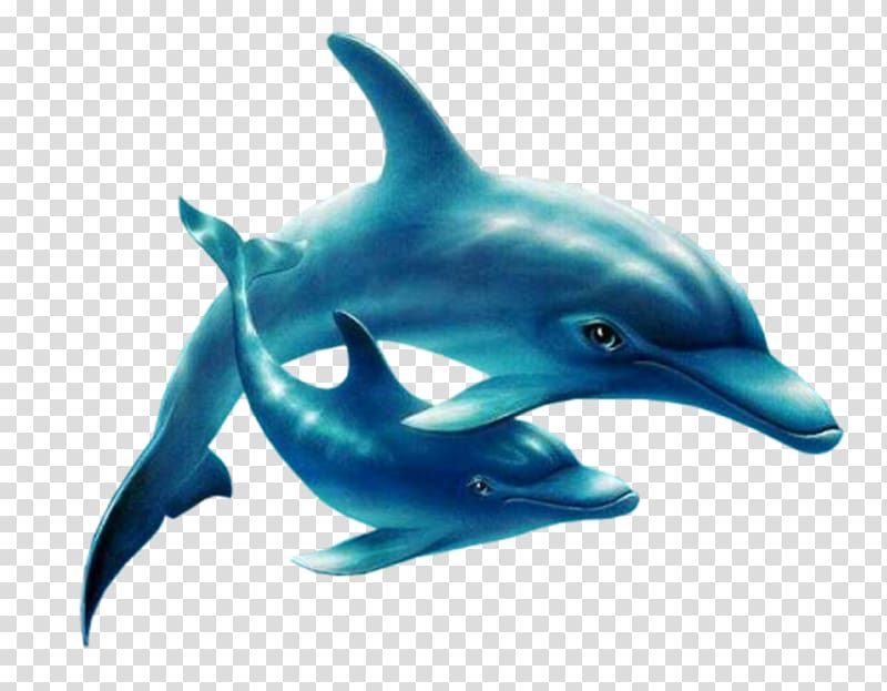 France Female Skyrock Blog, dolphin transparent background PNG clipart