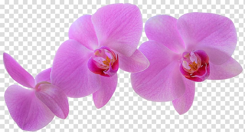 Orchids Aidipsos Plant Peter Trawl Flower, plant transparent background PNG clipart