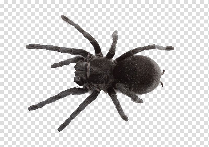 Spider web Southern black widow Pet Tarantula, spider transparent background PNG clipart