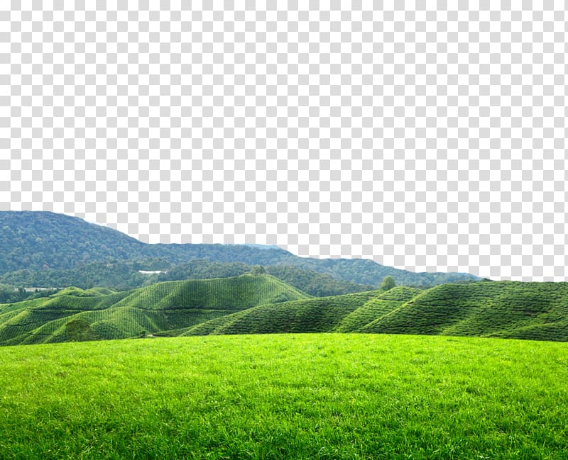 landscape of grassfield, Tea , Alpine side of the tea field transparent background PNG clipart