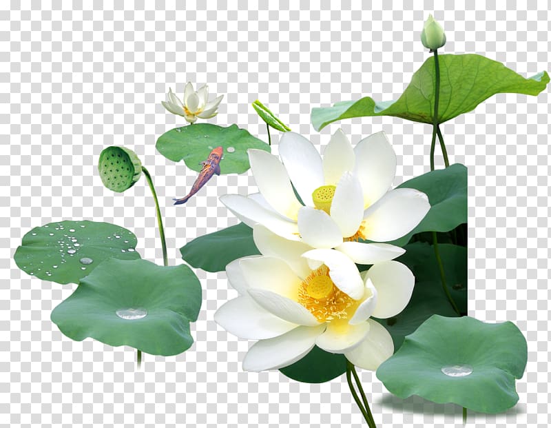 Nelumbo nucifera Raster graphics, White lotus transparent background PNG clipart