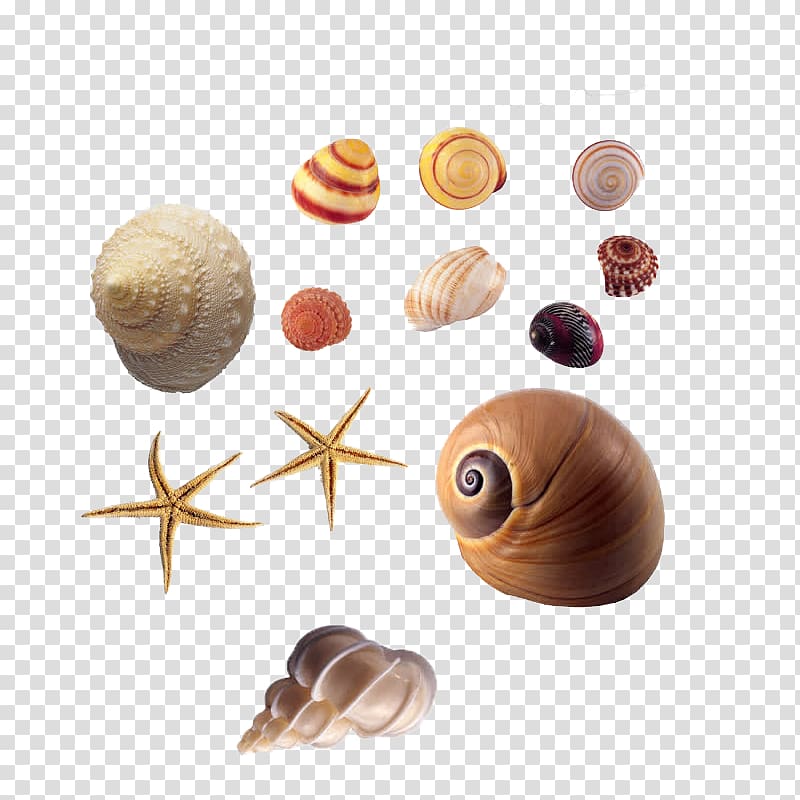 Seashell Animal Sea snail, conch transparent background PNG clipart