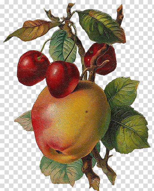 Fruit Free content Apple , Renaissance-style hand-painted apples and cherries transparent background PNG clipart