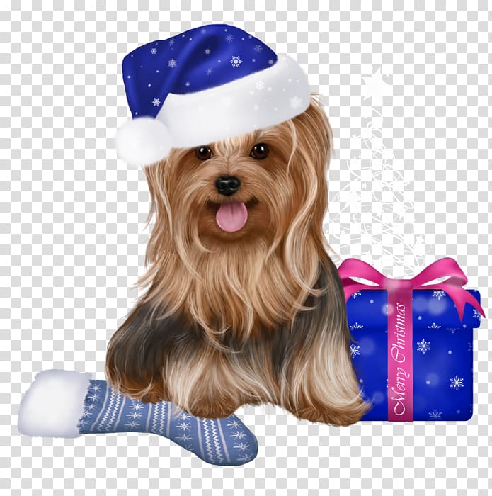 Yorkshire Terrier Cairn Terrier Puppy Pekingese Companion dog, puppy transparent background PNG clipart