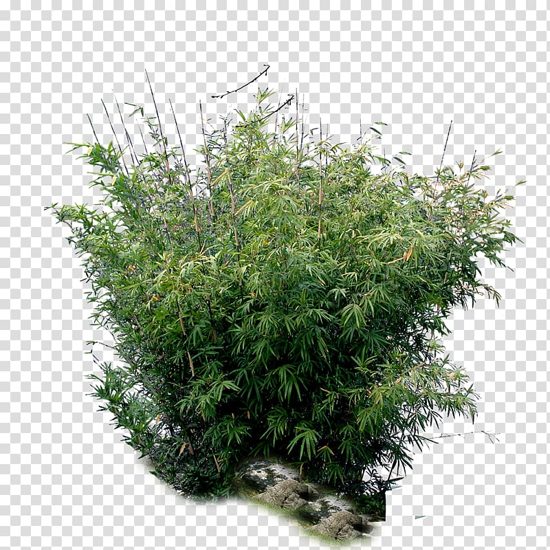 green cannabis sativa plant , Bamboo Tree Plant, bamboo transparent background PNG clipart
