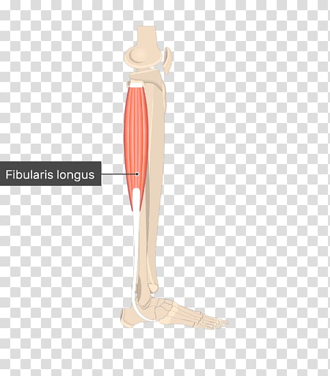 Peroneus longus Fibularis muscles Peroneus brevis Adductor longus muscle, Muscle anatomy transparent background PNG clipart