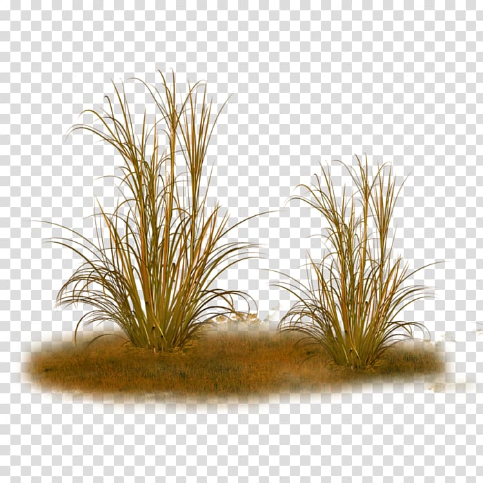 Ornamental grass Feather reed grass Texture mapping Plant, plant transparent background PNG clipart