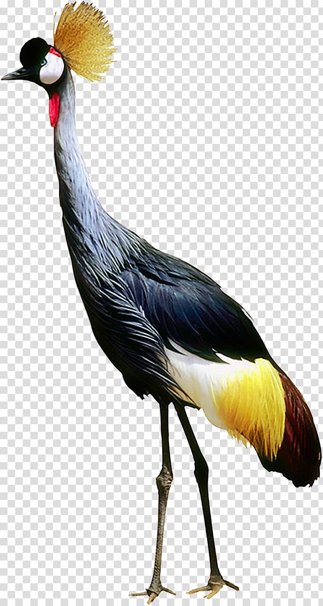 Bird Crane , Bird transparent background PNG clipart