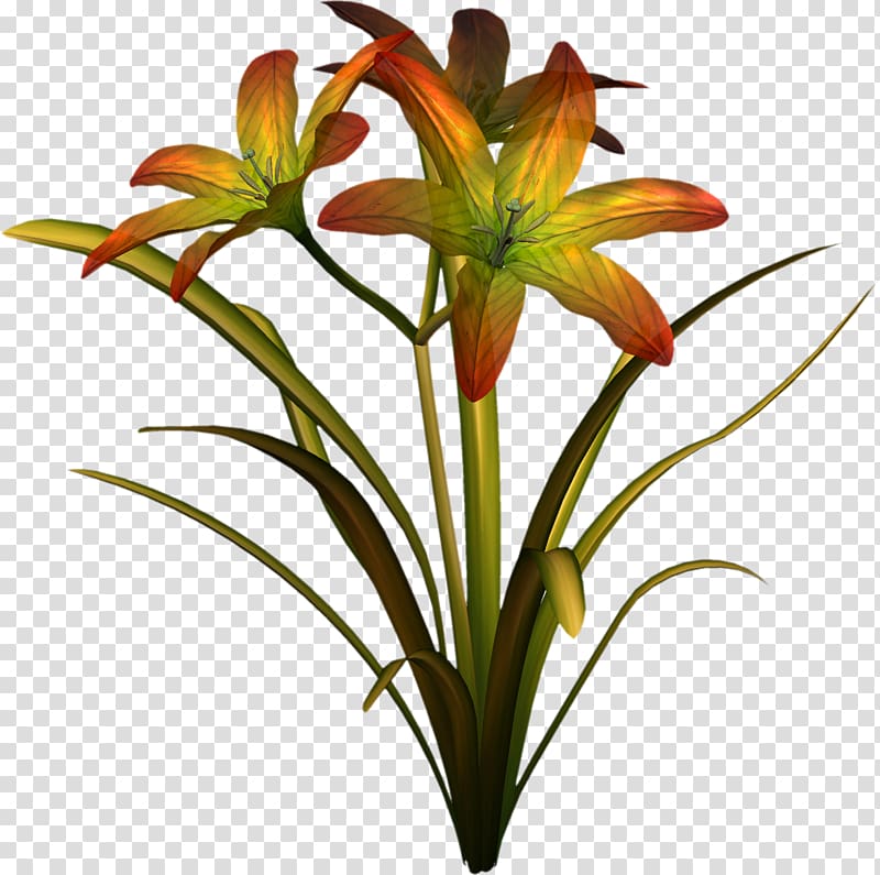 Cut flowers Lilium Daylily Plant, money tree transparent background PNG clipart