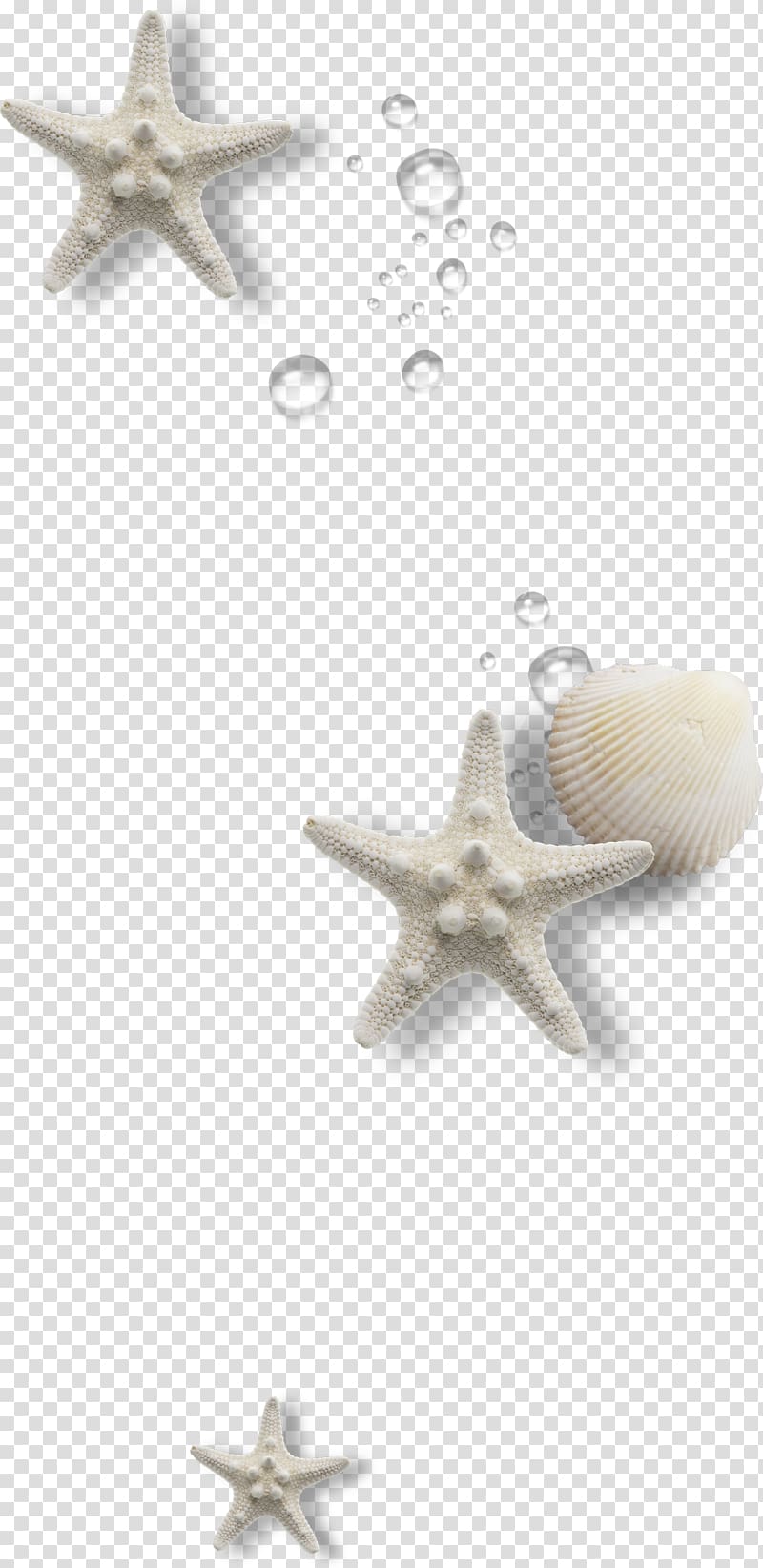 shell transparent background PNG clipart