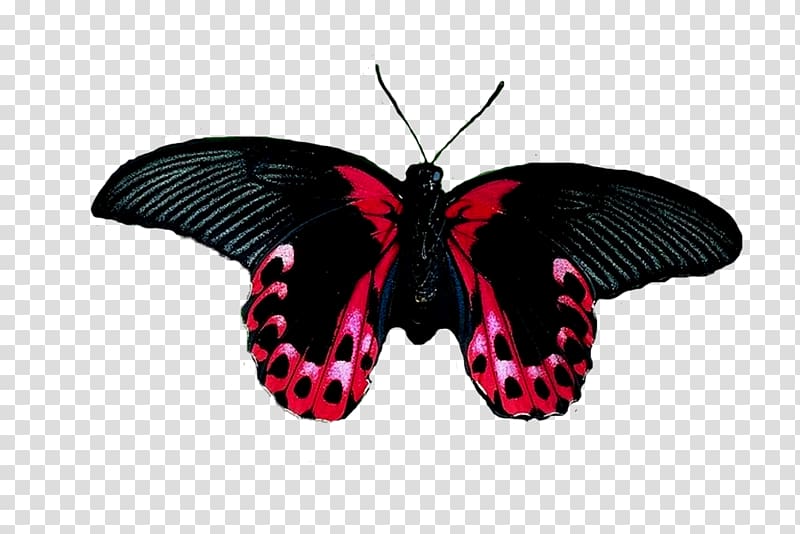 Brush-footed butterflies Butterfly Insect Moth Borboleta, butterfly transparent background PNG clipart