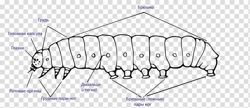 Caterpillar Butterfly Larva External morphology of Lepidoptera Hummingbird hawk-moth, caterpillar transparent background PNG clipart