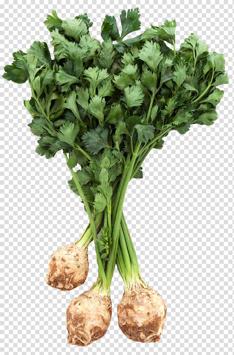 Celeriac Vegetable, Fresh Celery Root with Leaves transparent background PNG clipart