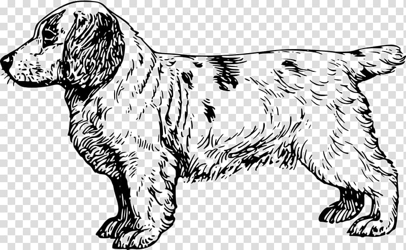 Clumber Spaniel English Cocker Spaniel Brittany dog King Charles Spaniel, Hondenuitlaatservice Dog Motion transparent background PNG clipart