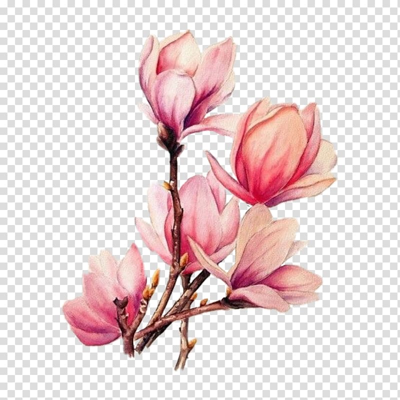 pink magnolia flowers illustration, Watercolor painting Drawing Tattoo Watercolour Flowers, magnolia flower branches transparent background PNG clipart