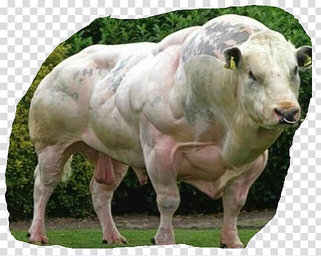 Belgian Blue Beef cattle Double-muscled cattle Myostatin, Belgian Blue transparent background PNG clipart