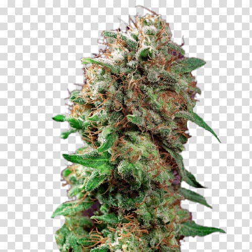 Barneys Farm Shop Kush Autoflowering cannabis Seed, zip of weed transparent background PNG clipart
