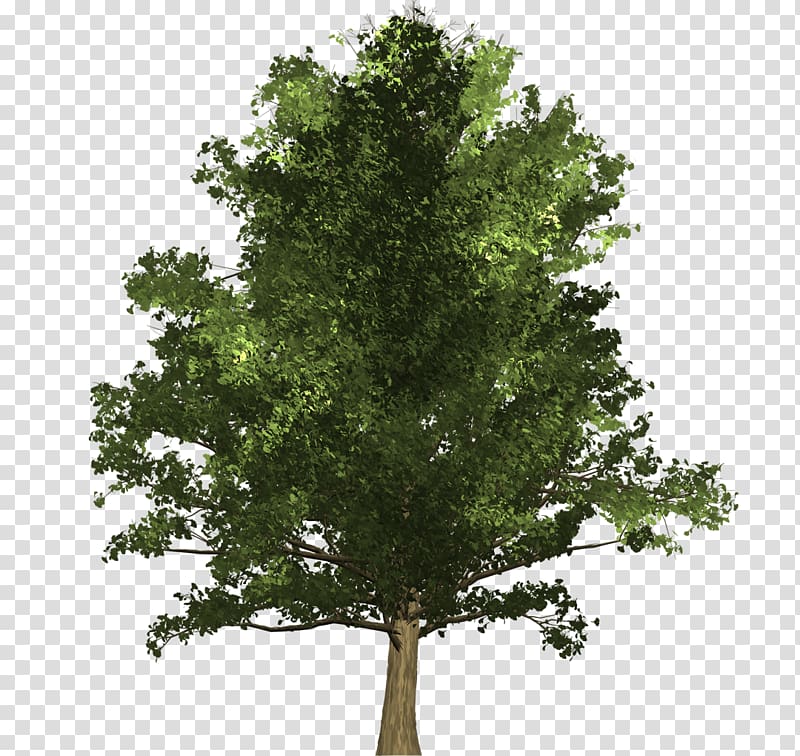 Tree Ginkgo biloba Oak Schinus molle Woody plant, ginkgo transparent background PNG clipart