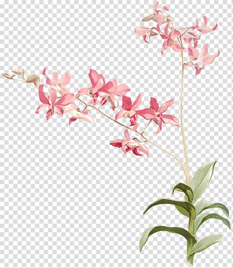 Reichenbachia: Orchids Illustrated and Described Dendrobium heterocarpum Australian Orchids Botany, pink orchid bees transparent background PNG clipart