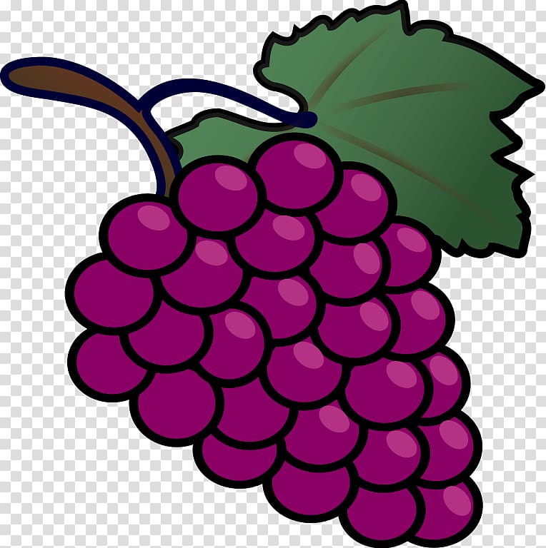 Premium Vector | Outline drawing of a bunch of grapes vector illustration  isolated on a white background