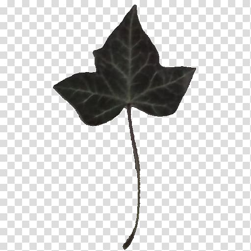 Common ivy Leaf Vine Virginia creeper Plant, Leaf transparent background PNG clipart