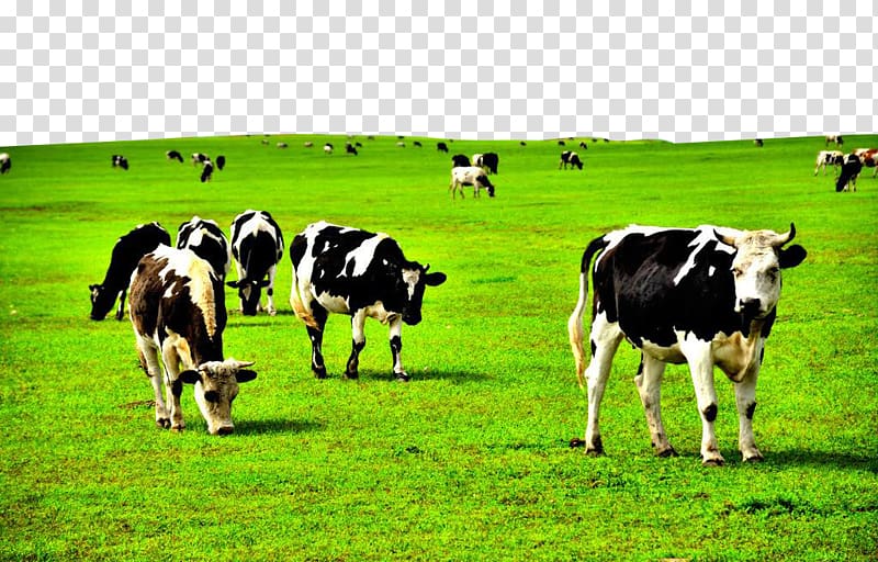 Dairy cattle Pasture Grassland, Grass on the cow transparent background PNG clipart