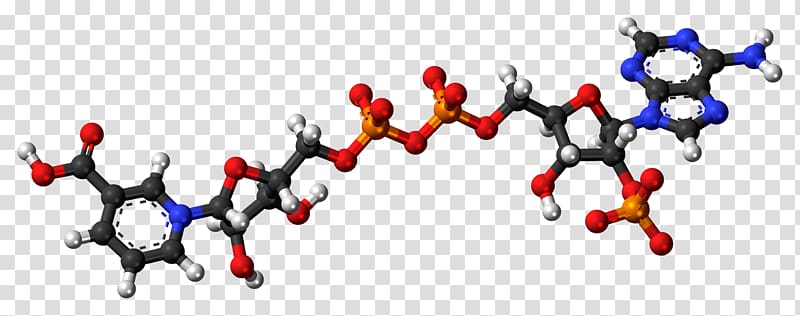 Nicotinic acid adenine dinucleotide phosphate Nicotinamide adenine dinucleotide phosphate, Phosphite Anion transparent background PNG clipart