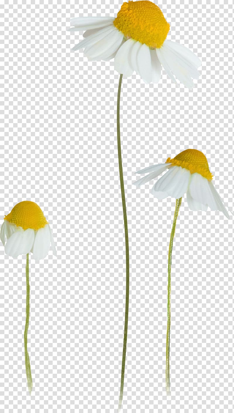 German chamomile , chamomile transparent background PNG clipart