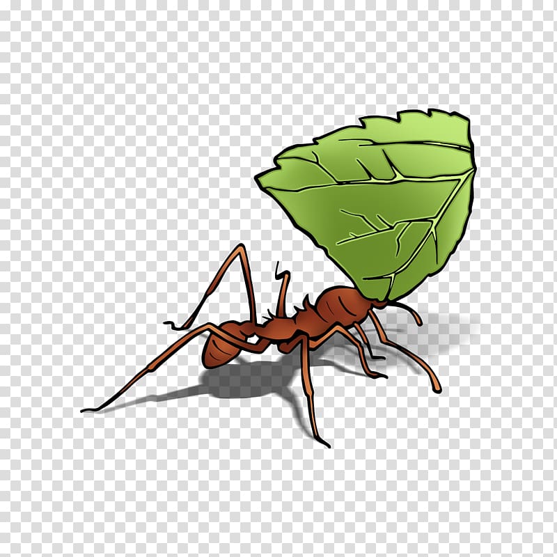 Digiwave ANT7288 Leafcutter ant Insect Queen ant, leaf cutter ants transparent background PNG clipart