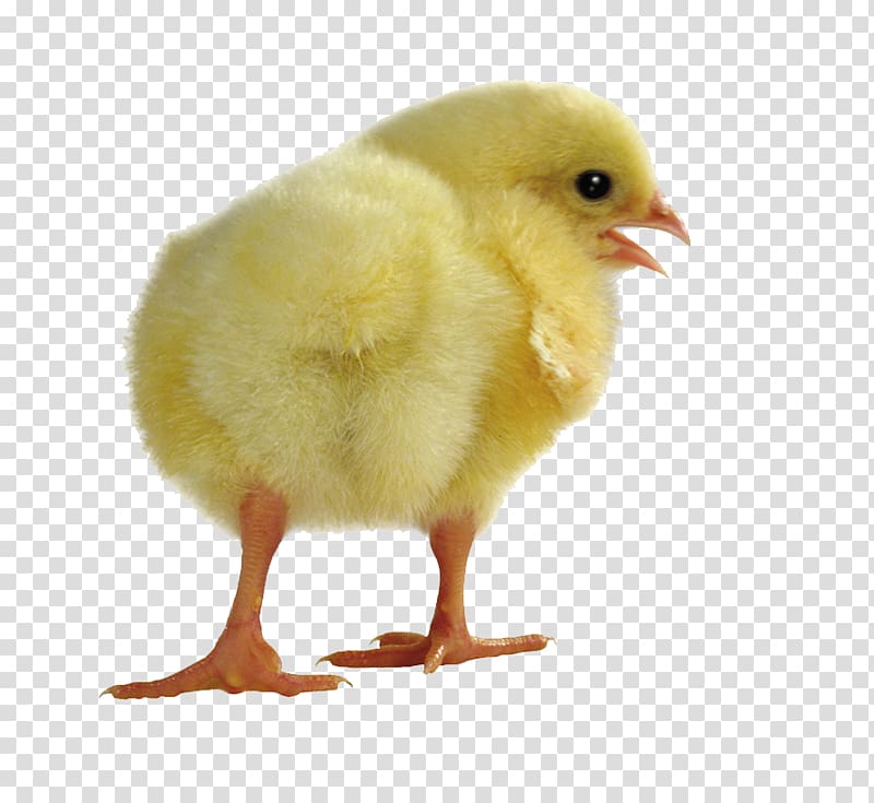 Yellow-hair chicken Computer file, chick transparent background PNG clipart