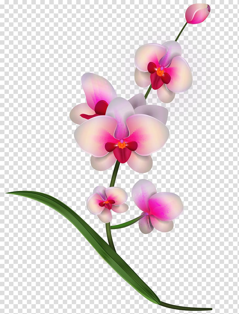 white and pink orchid illustration, Lady\'s slipper orchids Flower , Orchid transparent background PNG clipart