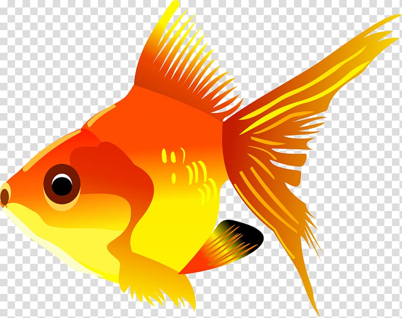 Goldfish Marine biology Graphics Fauna, gold fish transparent background PNG clipart