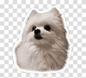 Gabe pomeranian best sale