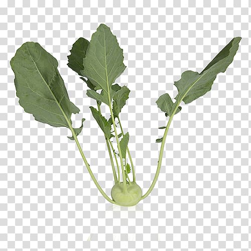 Spring greens Kohlrabi Cauliflower Romanesco broccoli, cauliflower transparent background PNG clipart