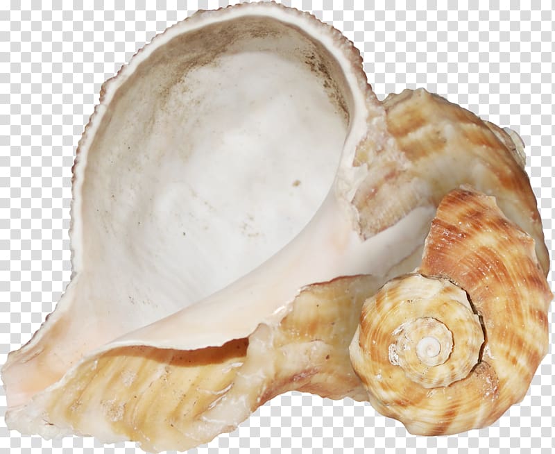 Conch Texture mapping, Brown texture conch transparent background PNG clipart